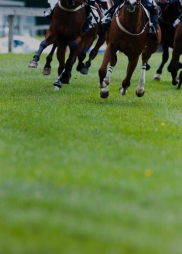 Horse Racing Daily Selections